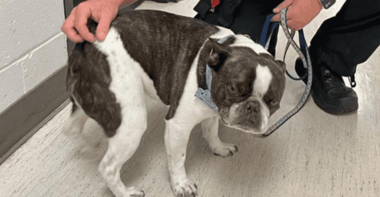 Woman abandons dog at airport after being told it can’t fly Woman abandons dog at airport after being told it can’t fly