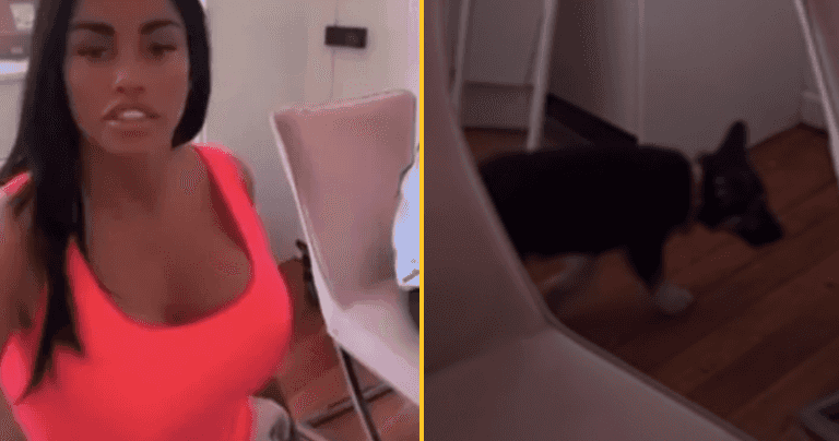 Katie Price reveals new puppy after seven pets died in her care Katie Price reveals new puppy after seven pets died in her care