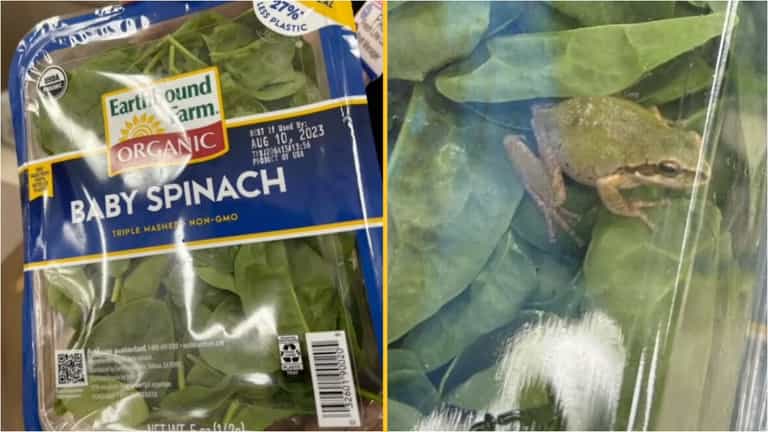 Family find live frog in packet of ‘triple washed spinach’ Family find live frog in packet of ‘triple washed spinach’