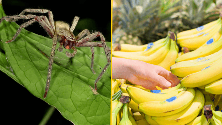 Supermarket closes after outbreak of spiders whose bite causes ‘permanent erections’ Supermarket closes after outbreak of spiders whose bite causes ‘permanent erections’