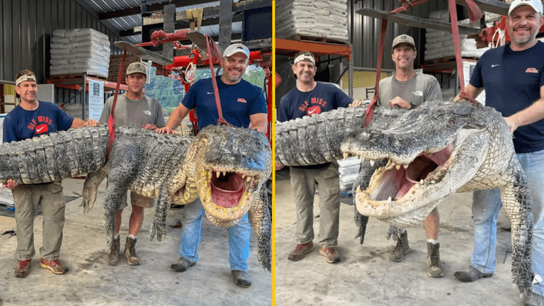 Huge alligator weighing 57 stone sets record and leaves hunters ‘mentally exhausted’ Huge alligator weighing 57 stone sets record and leaves hunters ‘mentally exhausted’