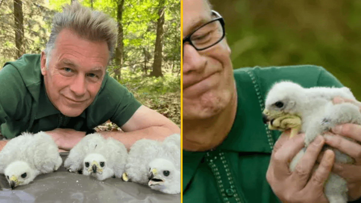 Chris Packham reported to police for sniffing wild goshawk chicks live on TV