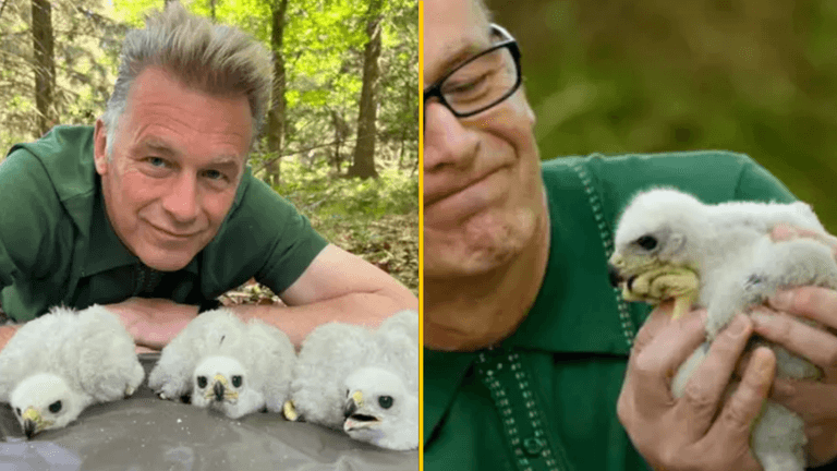 Chris Packham reported to police for sniffing wild goshawk chicks live on TV Chris Packham reported to police for sniffing wild goshawk chicks live on TV