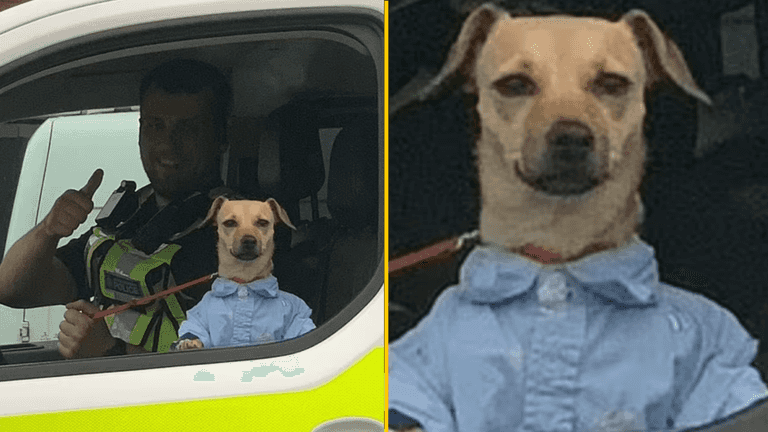 Police confiscate smartly dressed dog from ‘intoxicated’ owner Police confiscate smartly dressed dog from ‘intoxicated’ owner