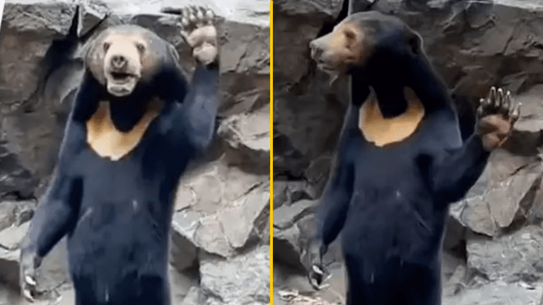 ‘Human bear’ at Chinese zoo is seen waving in new video ‘Human bear’ at Chinese zoo is seen waving in new video