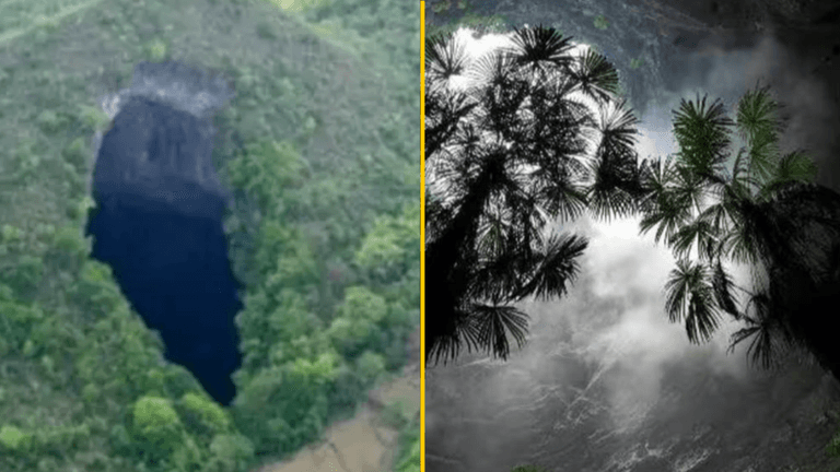 Huge ancient forest world discovered 630 feet down sinkhole in China Huge ancient forest world discovered 630 feet down sinkhole in China