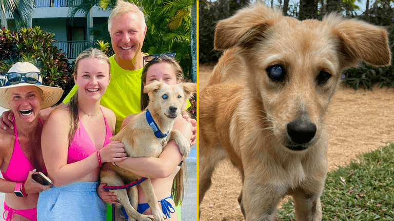 British family raises £3,000 to fly ‘adorable’ blind stray puppy to the UK from Mauritius British family raises £3,000 to fly ‘adorable’ blind stray puppy to the UK from Mauritius