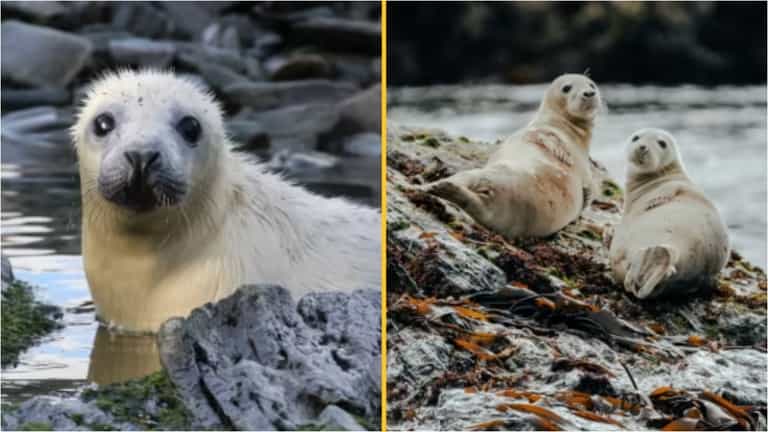 Volunteers wanted to move to island near Isle of Man and count the seals Volunteers wanted to move to island near Isle of Man and count the seals
