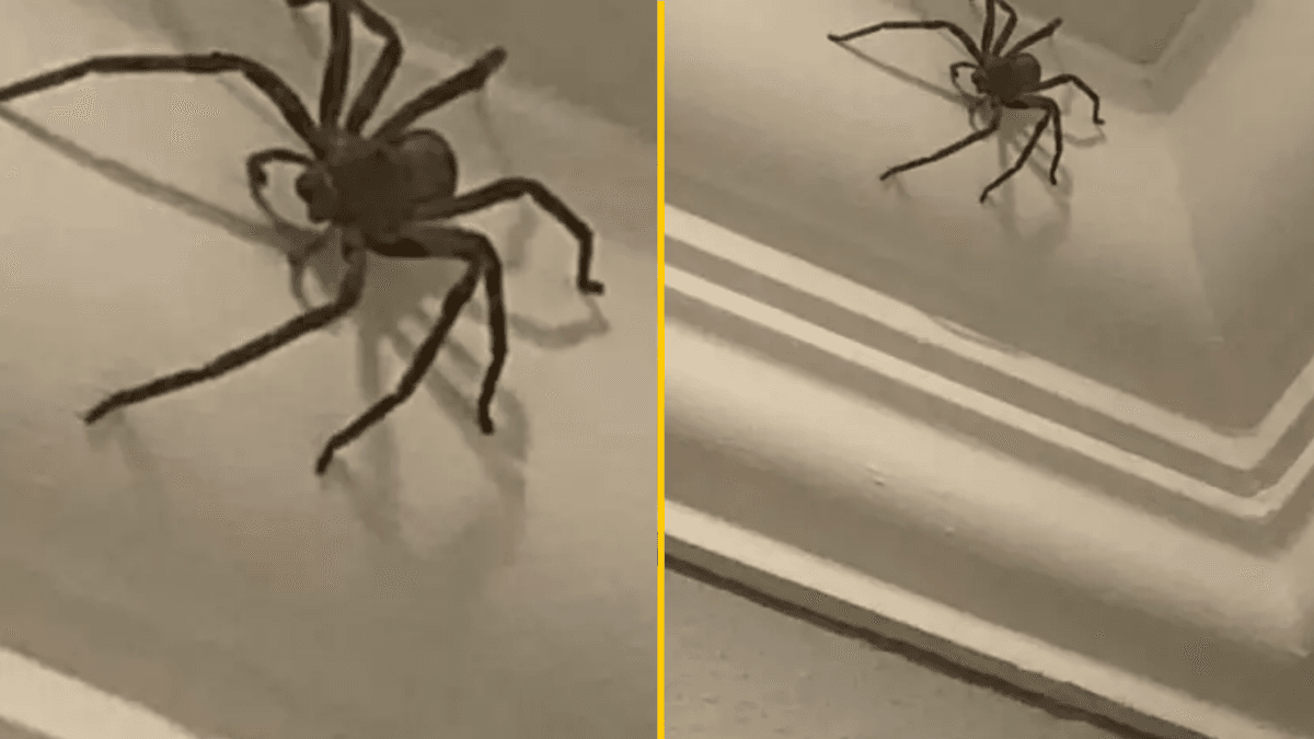 Thousands of rare spiders the size of rats released across the UK