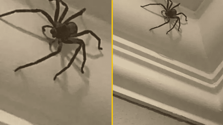 Thousands of rare spiders the size of rats have biggest mating season on record Thousands of rare spiders the size of rats have biggest mating season on record
