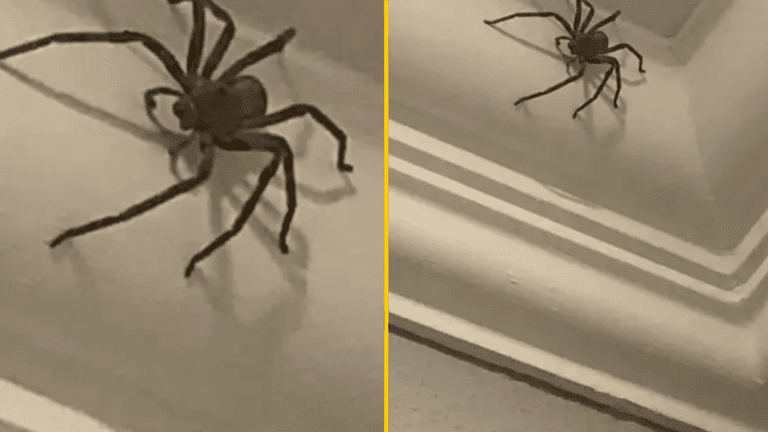 Thousands of rare spiders the size of rats have biggest mating season on record Thousands of rare spiders the size of rats have biggest mating season on record