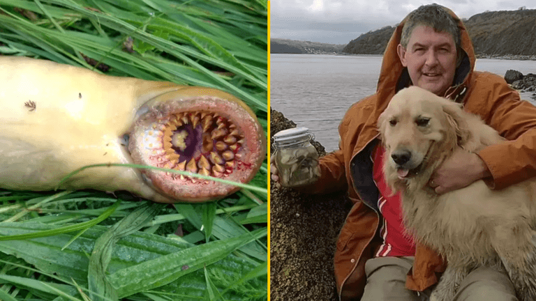 Terrifying creature that ‘looks like it’s from movie Teeth’ spotted in UK river Terrifying creature that ‘looks like it’s from movie Teeth’ spotted in UK river