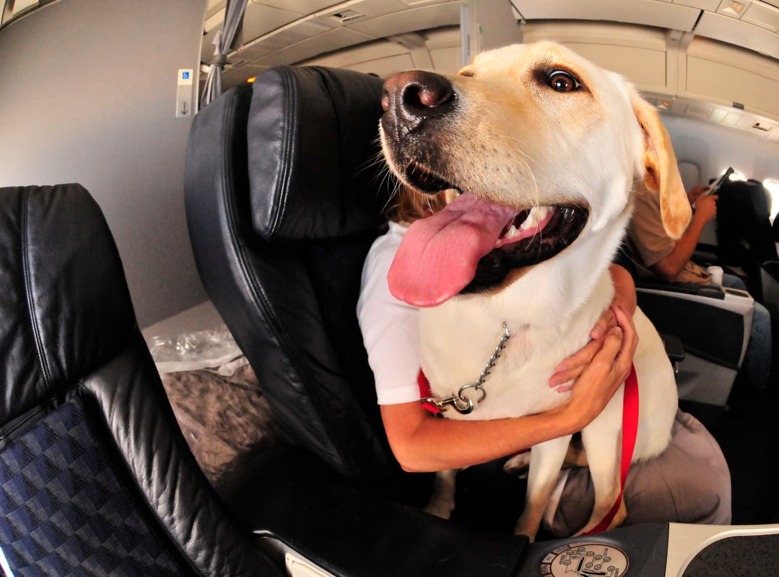 Couple demand refund after being seated next to ‘snorting, farting’ dog on flight