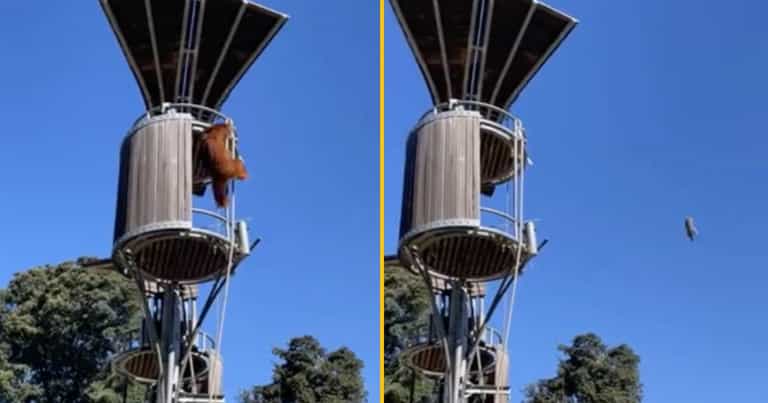 Zoo forced to apologise over controversial response to orangutan launching possum out of tree house Zoo forced to apologise over controversial response to orangutan launching possum out of tree house