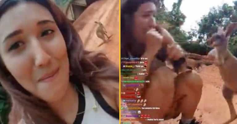 Twitch streamer attacked by kangaroo after trying to pet it on live stream Twitch streamer attacked by kangaroo after trying to pet it on live stream