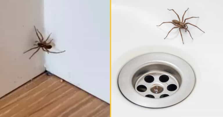 Mum shares tip to help get rid of giant spiders invading UK homes Mum shares tip to help get rid of giant spiders invading UK homes