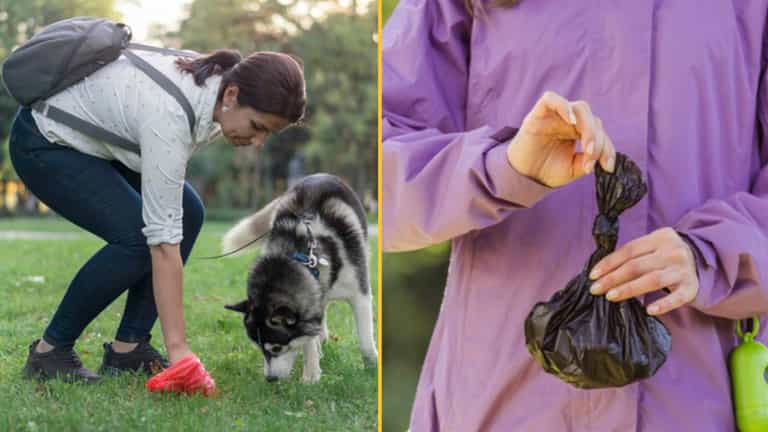 ‘I throw dog poo in my neighbours’ bins – I don’t see the problem with it’ ‘I throw dog poo in my neighbours’ bins – I don’t see the problem with it’