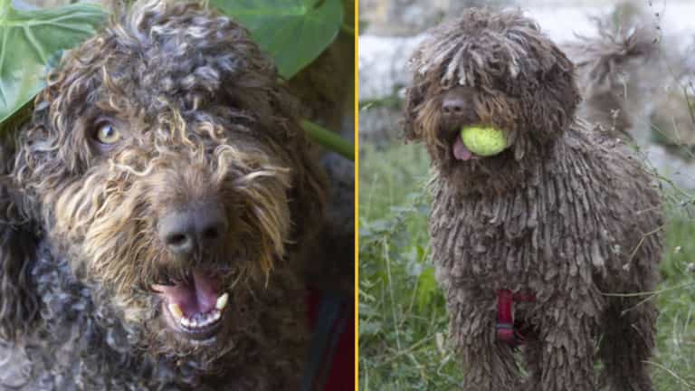 Woman thought rescue dog was ignoring her but finds out he only speaks Spanish Woman thought rescue dog was ignoring her but finds out he only speaks Spanish