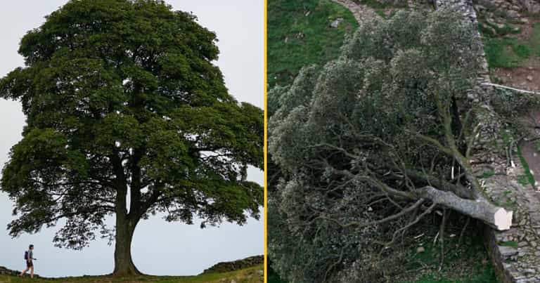 Boy, 16, arrested after Robin Hood tree ‘deliberately’ cut down at Sycamore Gap Boy, 16, arrested after Robin Hood tree ‘deliberately’ cut down at Sycamore Gap