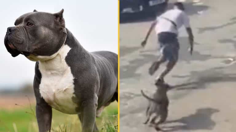 American XL Bully dogs to be banned in UK American XL Bully dogs to be banned in UK