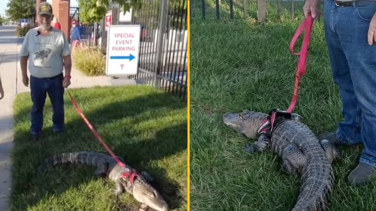 Man denied entry to sports game after trying to take his ’emotional support alligator’ Man denied entry to sports game after trying to take his ’emotional support alligator’