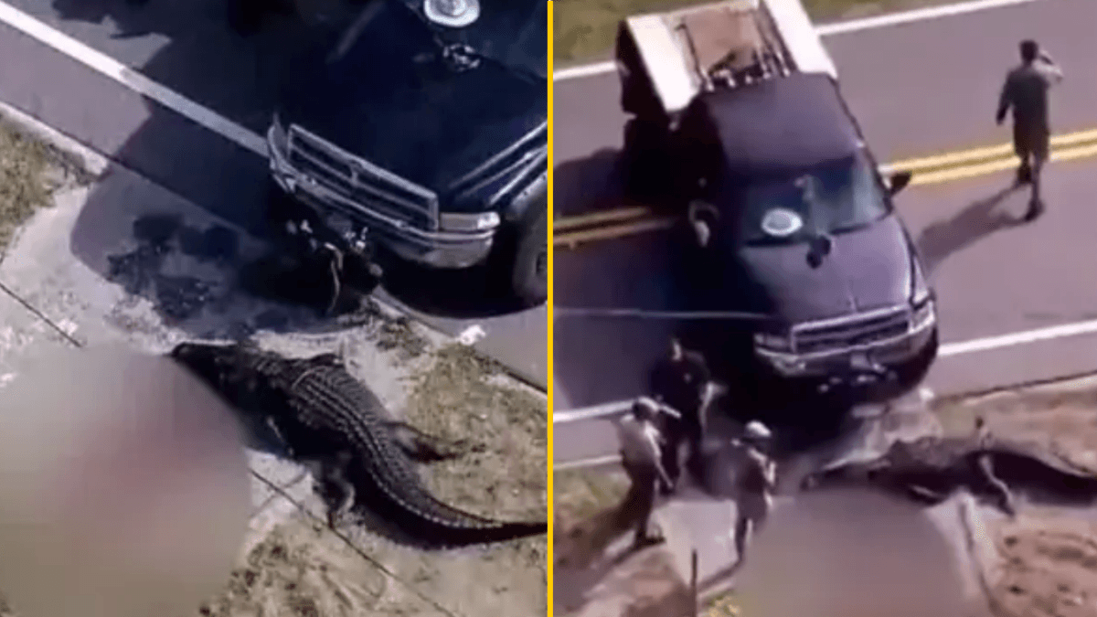 13-foot alligator caught carrying lifeless human body down canal in Florida