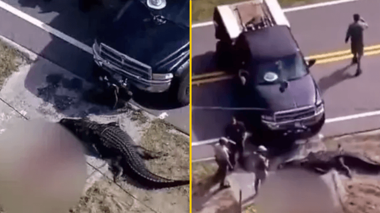 13-foot alligator caught carrying lifeless human body down canal in Florida 13-foot alligator caught carrying lifeless human body down canal in Florida