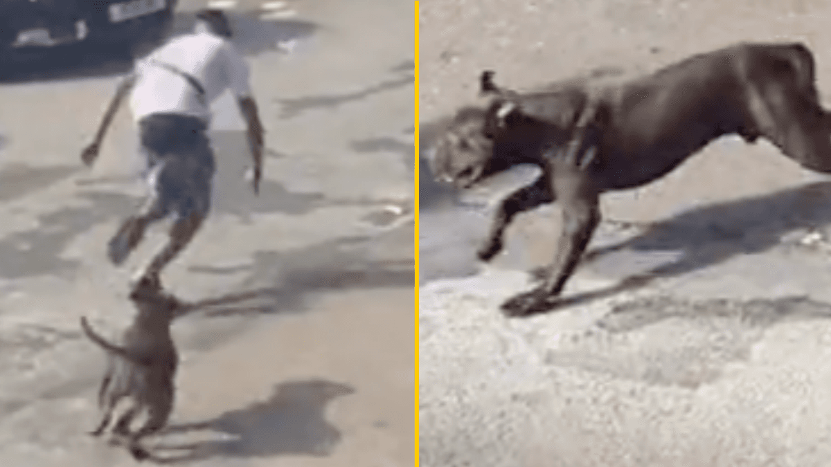 Government calls for American XL bullys to be banned after girl, 11, mauled on street during rampage
