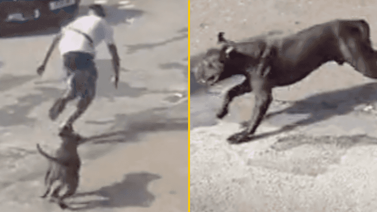 Government calls for American XL bullys to be banned after girl, 11, mauled on street during rampage Government calls for American XL bullys to be banned after girl, 11, mauled on street during rampage