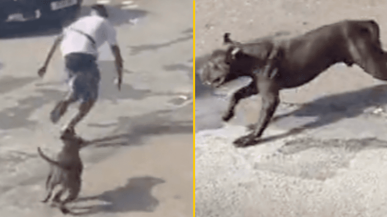 Government calls for American XL bullys to be banned after girl, 11, mauled on street during rampage Government calls for American XL bullys to be banned after girl, 11, mauled on street during rampage