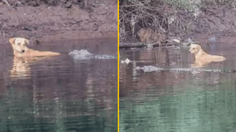 Crocodiles save dog that was stranded in river instead of eating it Crocodiles save dog that was stranded in river instead of eating it
