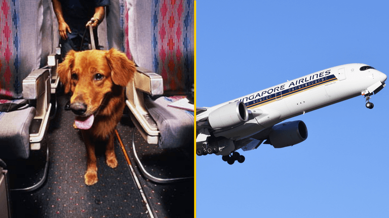 Plane passengers get $1,400 refund after dog farted on them for 13 hours Plane passengers get $1,400 refund after dog farted on them for 13 hours