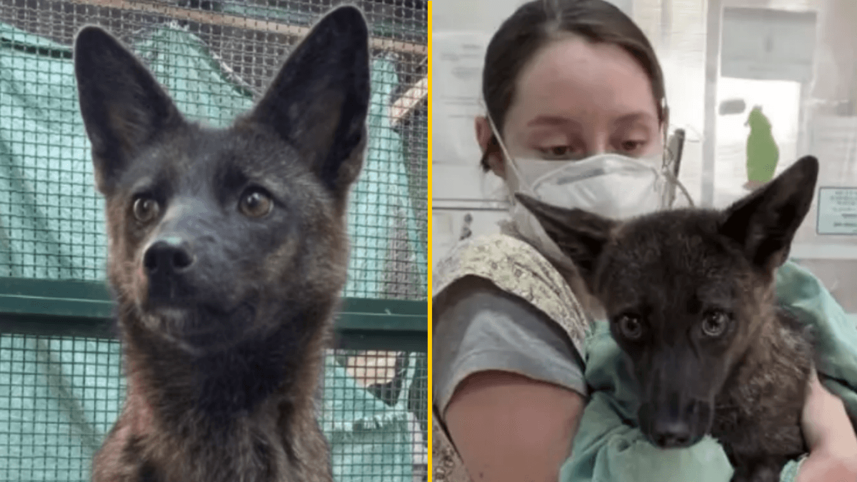 World’s first known dog-fox hybrid discovered in Brazil after being hit by car