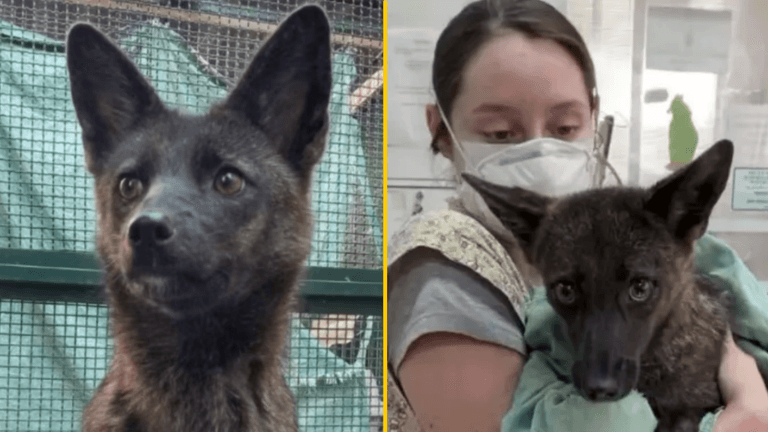 World’s first known dog-fox hybrid discovered in Brazil after being hit by car World’s first known dog-fox hybrid discovered in Brazil after being hit by car