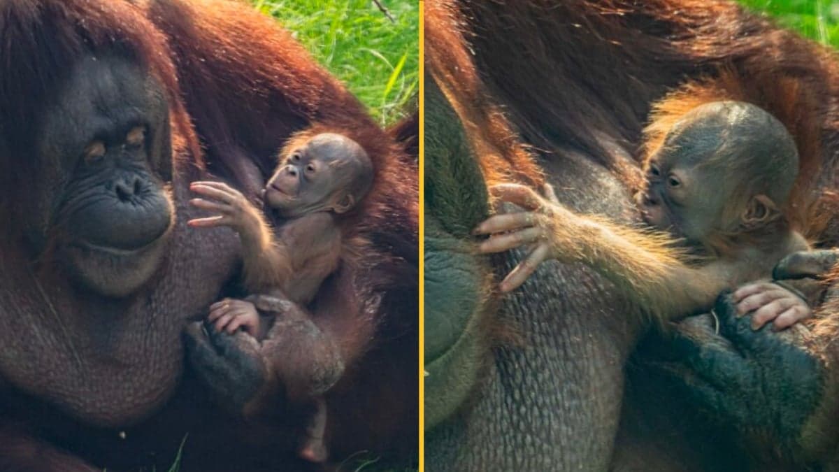 Rare Bornean orangutan born at Chester Zoo in huge milestone