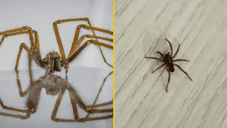 How to deal with sex-crazed spiders that will raid UK homes this month How to deal with sex-crazed spiders that will raid UK homes this month
