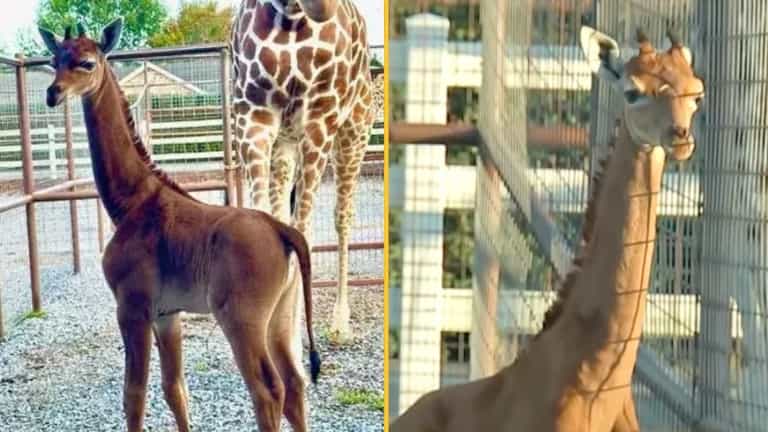 World’s only spotless giraffe has finally been given a name World’s only spotless giraffe has finally been given a name
