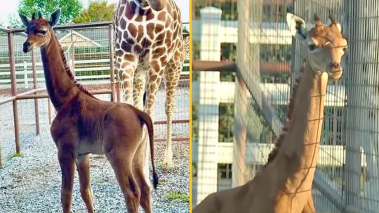 World’s only spotless giraffe has finally been given a name World’s only spotless giraffe has finally been given a name