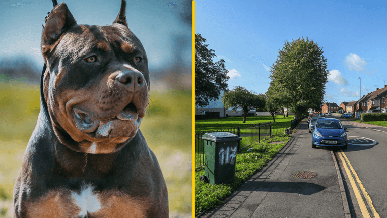 ‘Bully type dog’ tasered and put in wheelie bin by police after attacking two people ‘Bully type dog’ tasered and put in wheelie bin by police after attacking two people