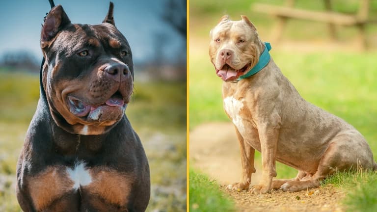 American XL Bullys now officially a banned breed in England and Wales American XL Bullys now officially a banned breed in England and Wales