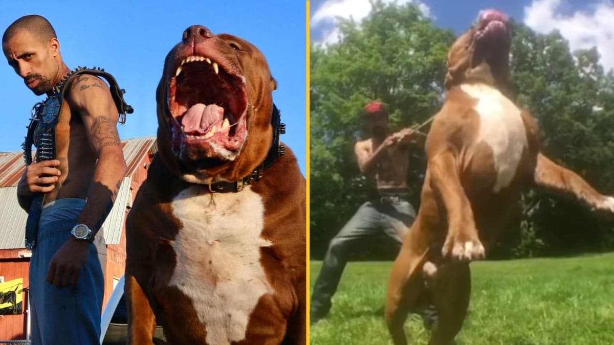 Owner of world’s biggest Pitbull claims its banned offspring are in UK