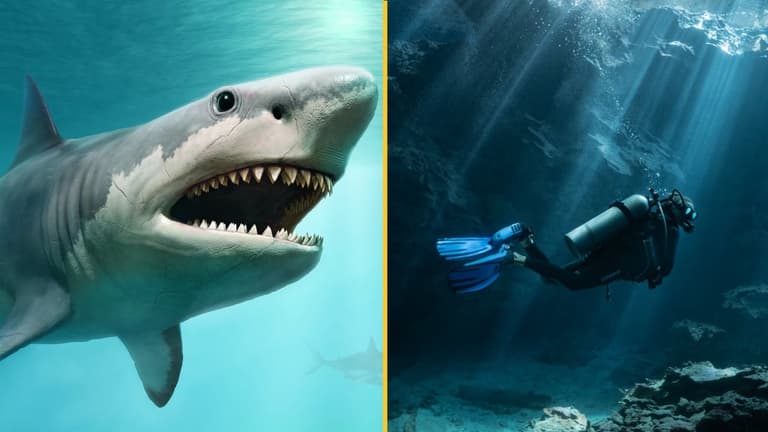 Divers find Megalodon teeth in flooded cave in Mexico Divers find Megalodon teeth in flooded cave in Mexico
