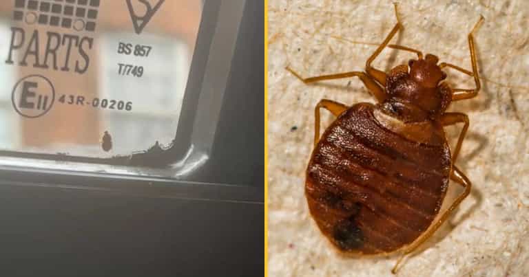 Bed bugs spotted in another UK city as worries of UK infestation grow Bed bugs spotted in another UK city as worries of UK infestation grow