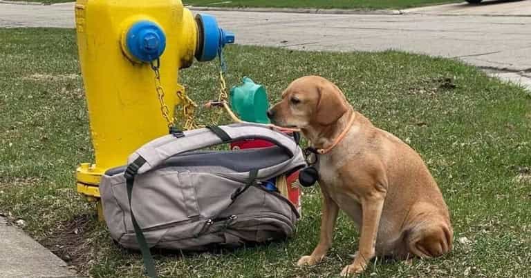 Dog abandoned on street with bag full of toys and devastating letter from owner Dog abandoned on street with bag full of toys and devastating letter from owner