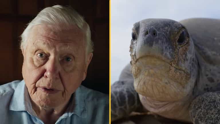 Viewers in tears at ‘horrifying’ Planet Earth III Viewers in tears at ‘horrifying’ Planet Earth III