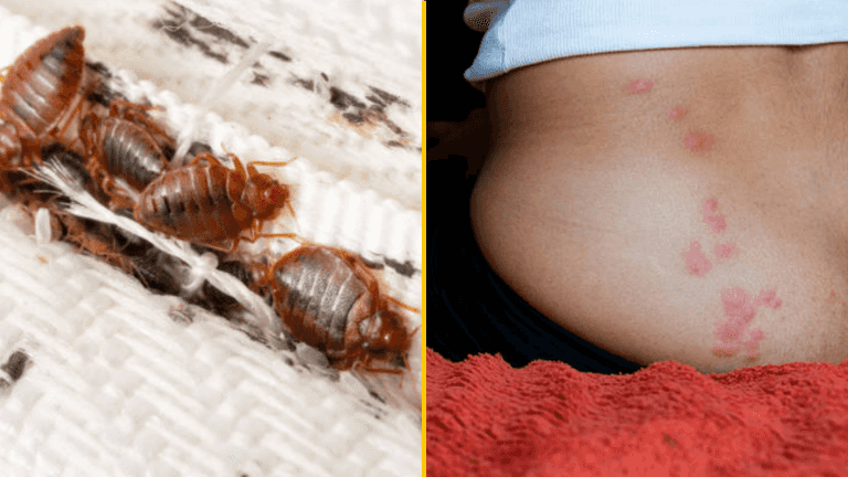 Experts issue warning bed bug infestation has already hit the UK Experts issue warning bed bug infestation has already hit the UK
