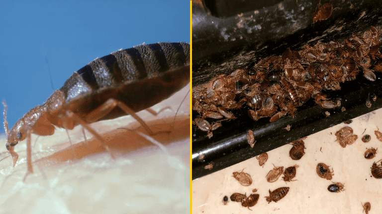 Bedbugs: Where they’ve been spotted, what is being done and what you need to know Bedbugs: Where they’ve been spotted, what is being done and what you need to know