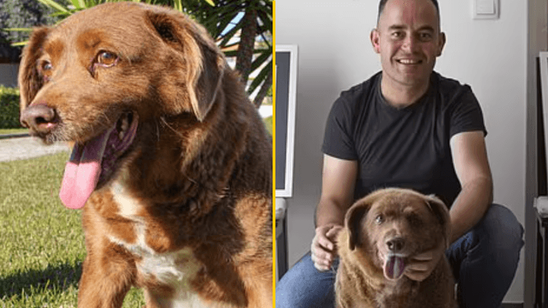 Bobi, the world’s oldest dog, dies five months after celebrating 31st birthday Bobi, the world’s oldest dog, dies five months after celebrating 31st birthday