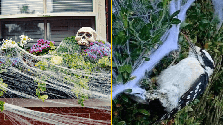 Warning issued over fake cobweb house decorations ahead of Halloween Warning issued over fake cobweb house decorations ahead of Halloween