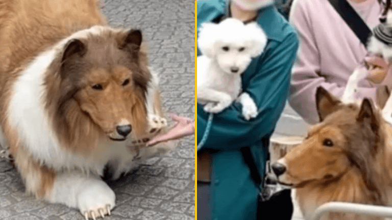 Man who spent £12k to become ‘human border collie’ says mean dogs won’t play with him Man who spent £12k to become ‘human border collie’ says mean dogs won’t play with him